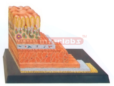 HUMAN STOMACH WALL STRUCTURE MODEL